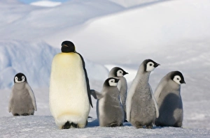 Images Dated 17th August 2011: Antarctic, Antarctic