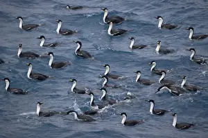 Shag Prints: Antarctic (blue-eyed) Shag (Phalacrocroax bransfieldensis) in south Scotia Sea, Antarctica