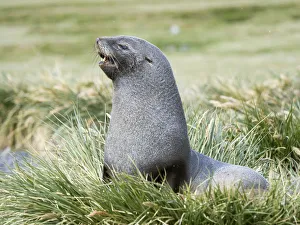 Antarctic Fur Seal (Arctocephalus gazella). Bull in typical Tussock Grass habitat