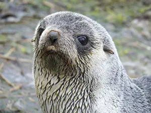 Antarctic Fur Seal (Arctocephalus gazella). South Georgia Island