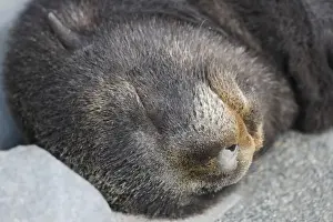 Tired Prints: Antarctic Fur Seal (Arctocephalus gazella) cub sleeping, Salisbury Plain, South Georgia