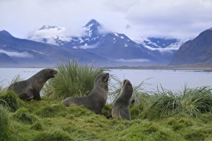 Hercules Bay Prints: Antarctic Fur Seal (Arctocephalus gazella) in the grass, Hercules Bay, South Georgia