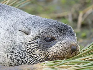 Antarctic Fur Seal (Arctocephalus gazella) in typical Tussock Grass