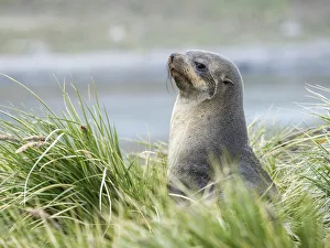 Images Dated 30th October 2017: Antarctic Fur Seal (Arctocephalus gazella) in typical Tussock Grass. South Georgia Island