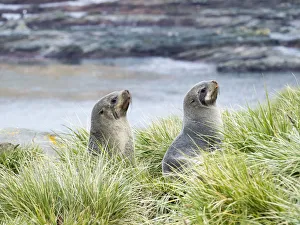 Images Dated 30th October 2017: Antarctic Fur Seal (Arctocephalus gazella) in typical Tussock Grass. South Georgia Island