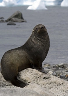 Images Dated 11th February 2006: Antarctic fur seal on beach in Antarctica