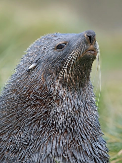 South Georgia Prints: Antarctic fur seal bull on a beach on the island of South Georgia, Grytviken