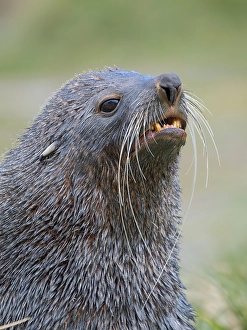 South Georgia Prints: Antarctic fur seal bull on a beach on the island of South Georgia, Grytviken