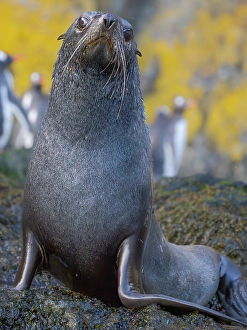 South Georgia Prints: Antarctic fur seal bull on a beach on the island of South Georgia, Hercules Bay