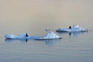 Floating Prints: Antarctic Fur Seal on floating ice in South Atlantic Ocean, Antarctica