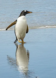 Floral And Botanical Prints: Antarctic, gentoo, penguin