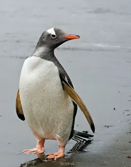 Gentoo Prints: Antarctic. Gentoo penguin