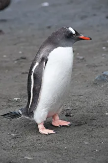 Gentoo Prints: Antarctic. Gentoo penguin