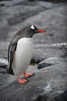 Gentoo Prints: Antarctic. Gentoo penguin