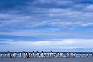Antarctic Prints: Antarctic, gentoo penguin group