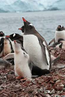 Gentoo Prints: Antarctic. Gentoo penguin parent and chick