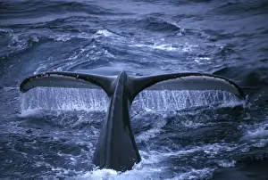 Whale Prints: Antarctic Peninsula Humpback whale raising its tail fluke before diving