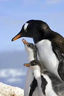 Antarctic Peninsula, Neko Harbour, Gentoo penguins, parent and chicks