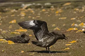 Images Dated 10th September 2009: Antarctic Skua (Catharacta antarctica) Pebble Island, off north coast of West Falkland