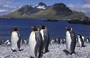 Antarctic, South Georgia Island King penguins and chinstrap penguins on beach