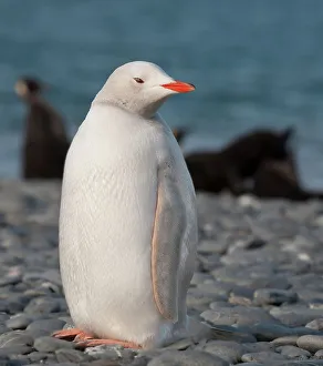 South Georgia Prints: Antarctic, South Georgia. Rare albino penguin, Salisbury Plain