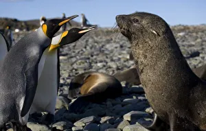 Images Dated 2nd March 2006: Antarctic, Sub Antarctic Island