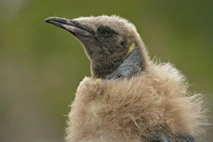 Antarctic, Sub Antarctic Island