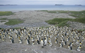 Antarctic, Sub Antarctic Island