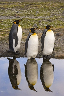 Antarctic, Sub Antarctic Island