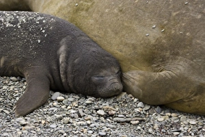 Images Dated 1st November 2007: Antarctic, Sub Antarctic Island