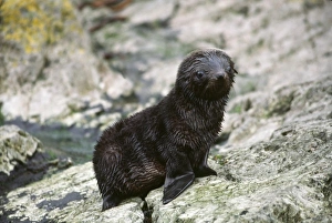 Images Dated 11th August 2009: Antarctic, Sub Antarctic Island