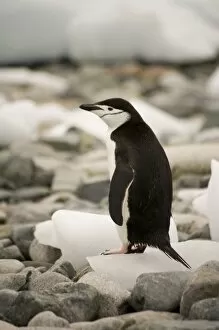 Images Dated 31st January 2007: Antarctic, Sub Antarctic Island