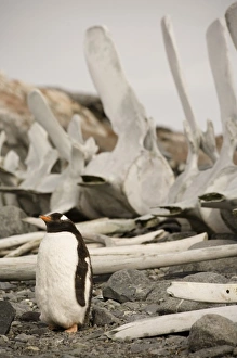 Antarctic, Sub Antarctic Island