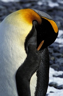 Antarctic, Sub Antarctic Island