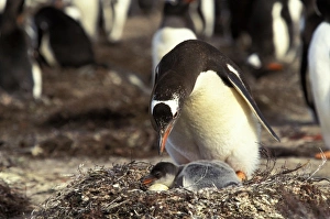 Antarctic, Sub Antarctic Island