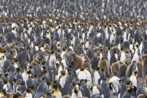 Images Dated 6th January 2006: Antarctic, Sub Antarctic Island