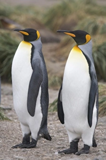 Images Dated 6th January 2006: Antarctic, Sub Antarctic Island