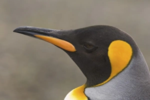 Antarctic, Sub Antarctic Island