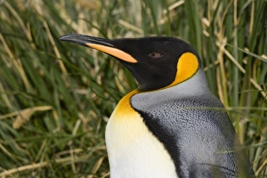 Antarctic, Sub Antarctic Island