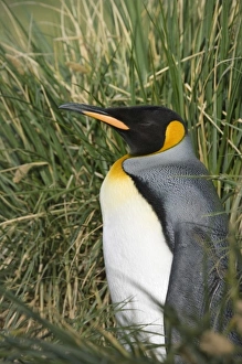 Antarctic, Sub Antarctic Island