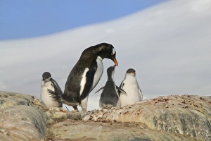 Antarctic, Sub Antarctic Island