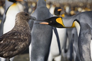 Images Dated 2nd March 2006: Antarctic, Sub Antarctic Island