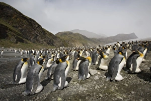 Images Dated 22nd February 2006: Antarctic, Sub Antarctic Island