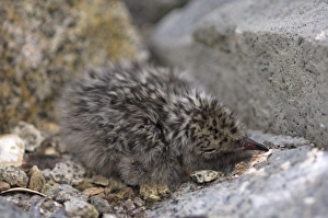 Tern Prints: Antarctic tern, Sterna vittata, newborn chick along the western Antarctic Peninsula