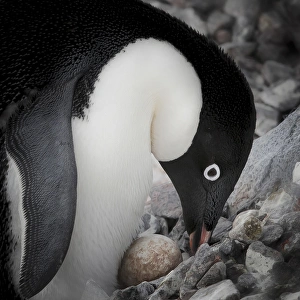 Caring Prints: Antarctica. Adelie Penguin nurses an egg