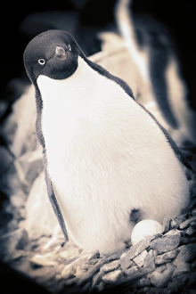Pebble Prints: Antarctica. Adelie Penguin sits on an egg. Black and White with vignette border