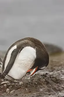 Parenting Prints: Antarctica, Aitcho Island. A gentoo penguin inspects its newborn chick in its nest