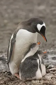 Skua Prints: Antarctica, Aitcho Island. A gentoo penguin parent protects its pair of chicks