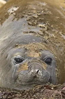 South Pole Prints: Antarctica, Aitcho Islands. Southern elephant seals Aitcho Islands, Antarctica