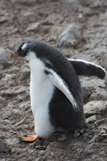 Images Dated 19th February 2014: Antarctica. Antarctic Peninsula. Neko Harbor. Gentoo Penguin colony. Gentoo Penguin